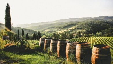 Wooden wine barrels overlooking rolling Tuscan vineyards on a chianti wine tour from florence at golden hour