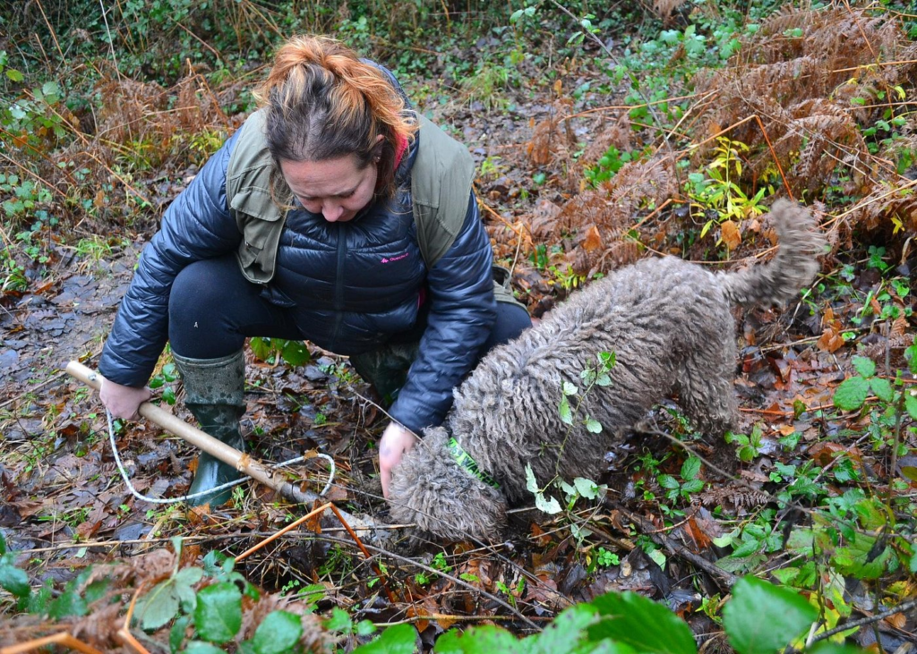 Woman and trained dog searching forest floor during truffle hunting Florence experience in Tuscany woodland.