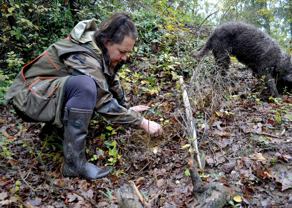 Guide digging fresh truffles while dog searches during truffle hunting Florence experience in Tuscan woodland.