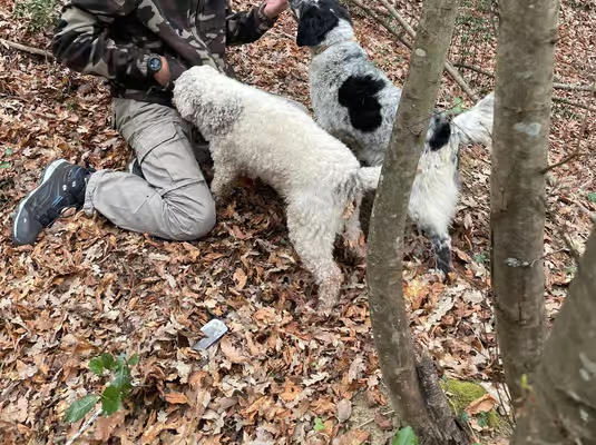 Truffle hunter with trained dogs searching forest floor during truffle hunting Florence experience in Tuscany.