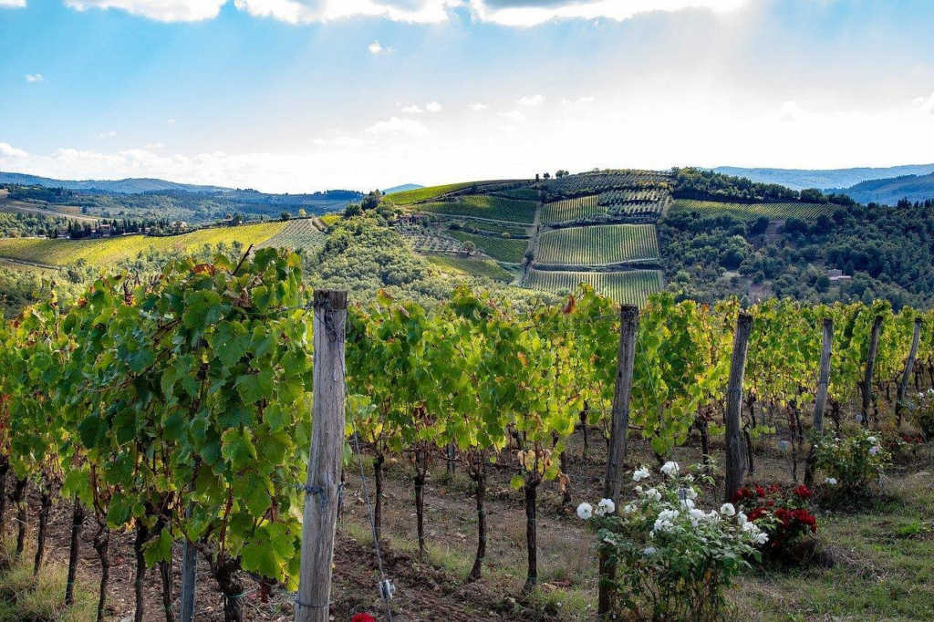 Rolling vineyards in the Tuscan countryside near Florence featured on a Florence food and wine tour