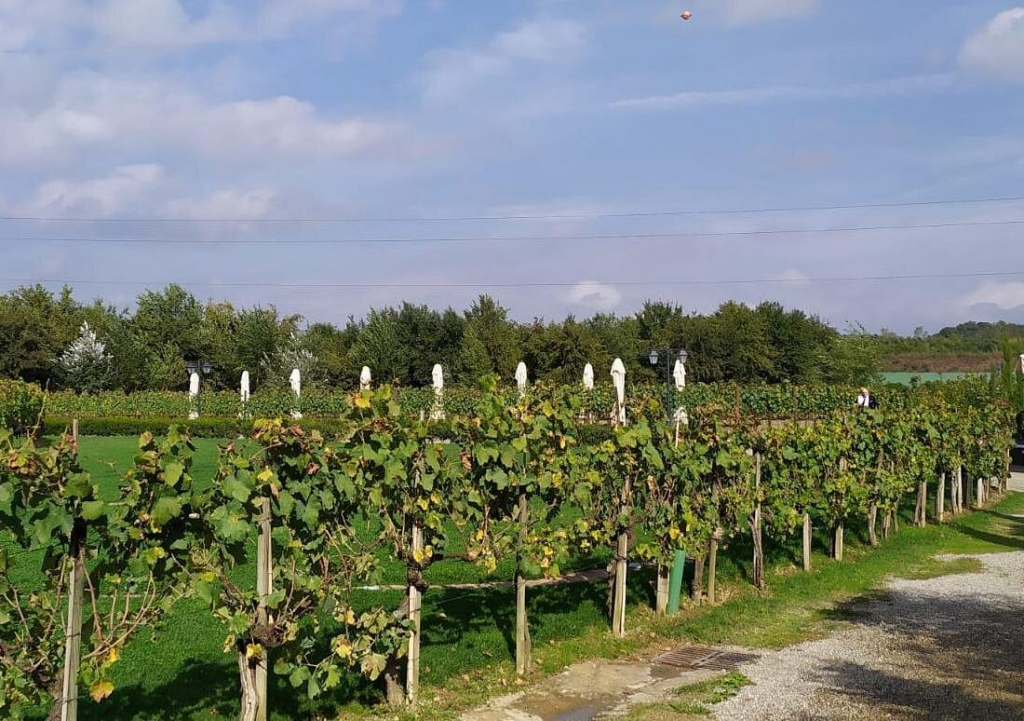 Rows of grapevines stretching across a scenic Tuscan vineyard under blue skies, a typical countryside stop on tuscany wine tours from rome with peaceful rural surroundings.