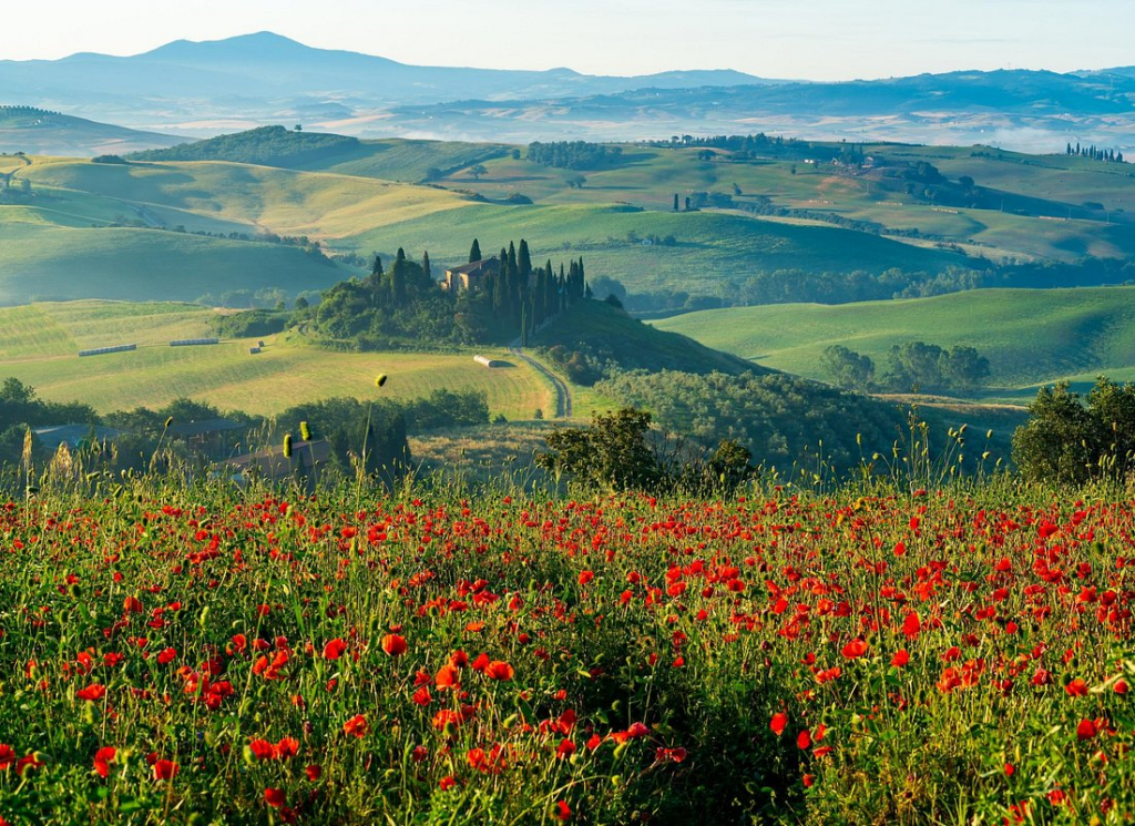 Rolling green hills and cypress-lined landscapes with vibrant red wildflowers in Tuscany, a breathtaking countryside view often seen on tuscany wine tours from rome.
