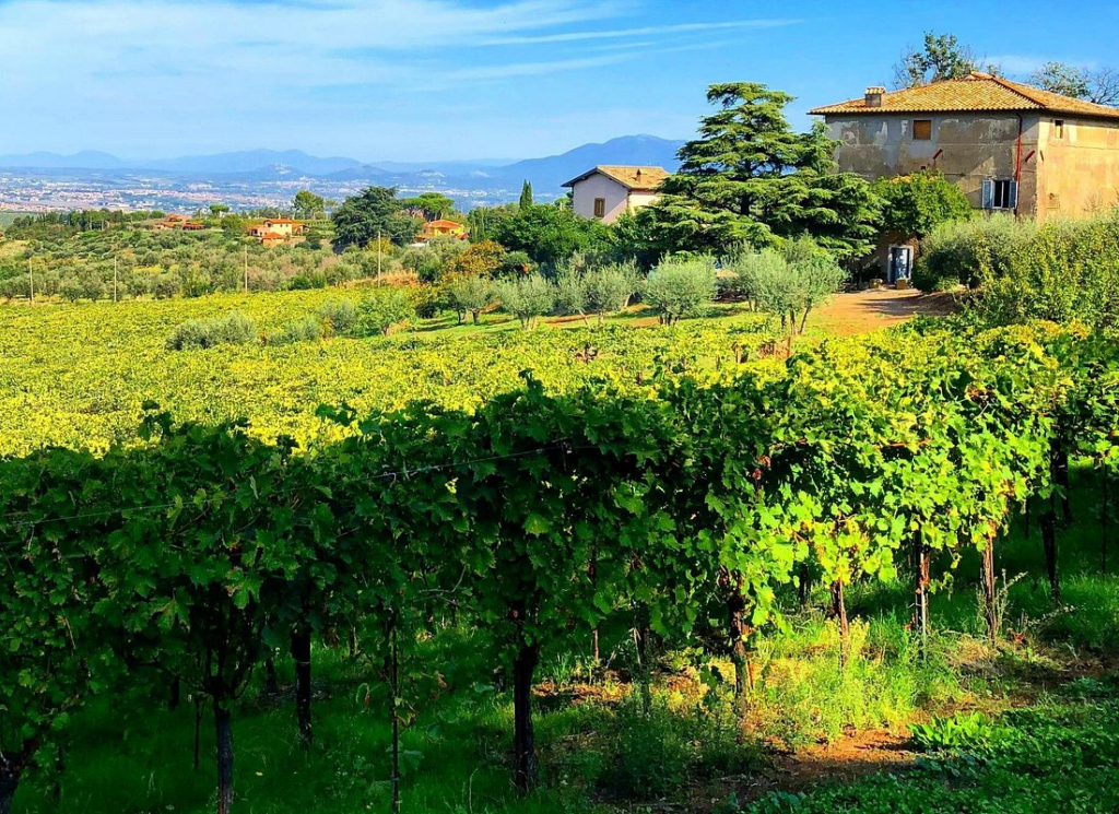 Sunlit vineyard with rows of grapevines and a countryside villa in Frascati, a scenic highlight of a frascati wine tour just outside Rome.