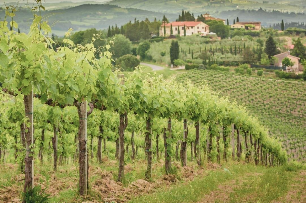 Rows of lush green vineyards leading toward a countryside villa in the hills near Frascati, a scenic view captured on a frascati wine tour.